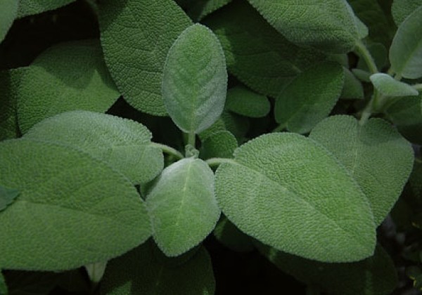 Salvia officinalis Berggarten