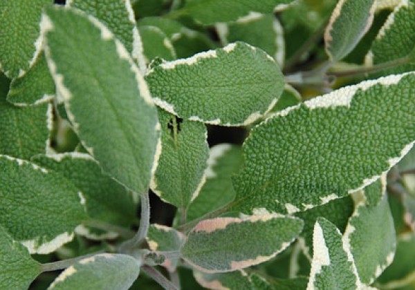 Salvia officinalis Tricolor