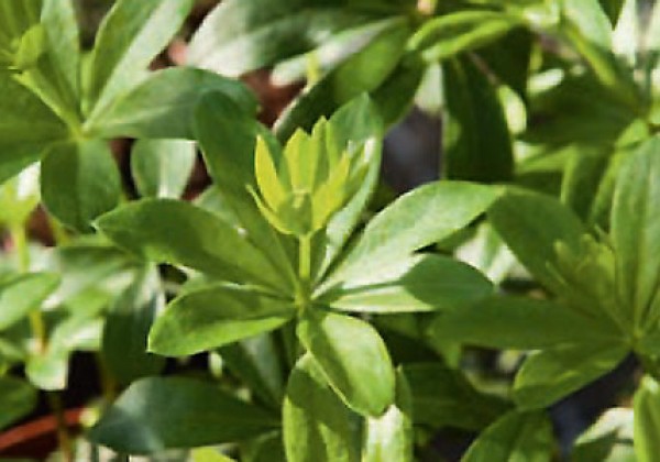 Galium odoratum Sterntaler