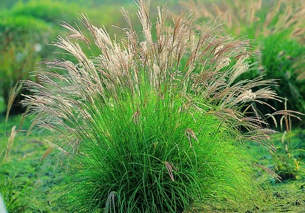 Miscanthus sinensis Adagio
