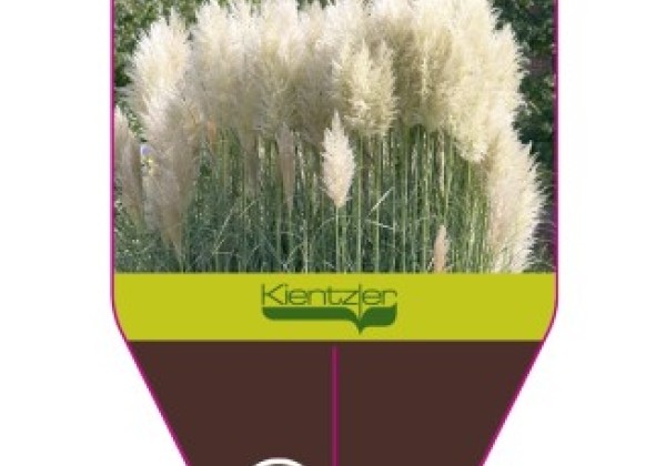 Cortaderia selloana Senior