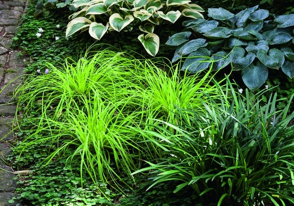 Carex  Everillo