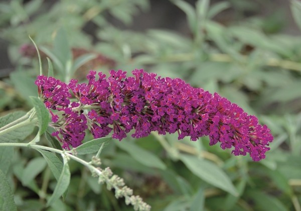 Buddleja hybrida Buzz Velvet