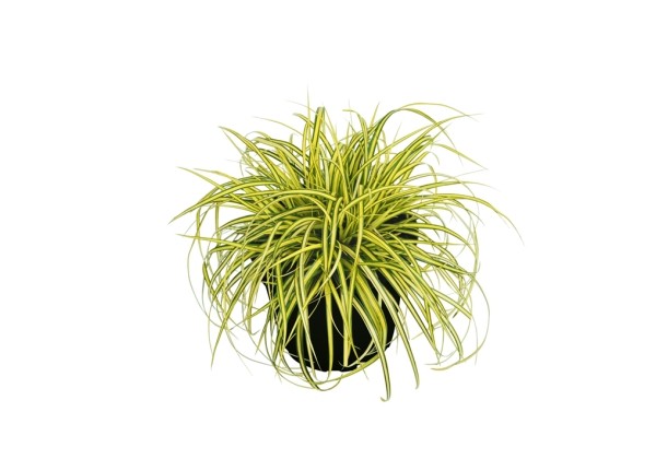 Carex oshimensis Eversheen