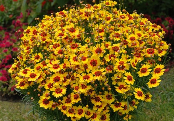Coreopsis hybrida Pineapple Pie