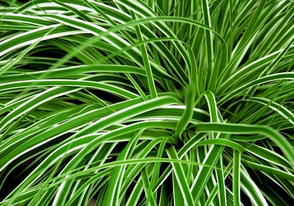 Carex oshimensis Everest