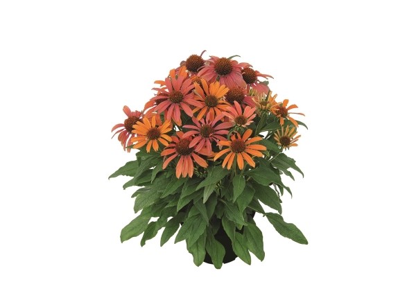 Echinacea purpurea Orange Skipper