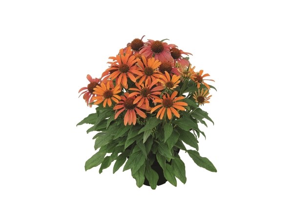 Echinacea purpurea Conetto Orange