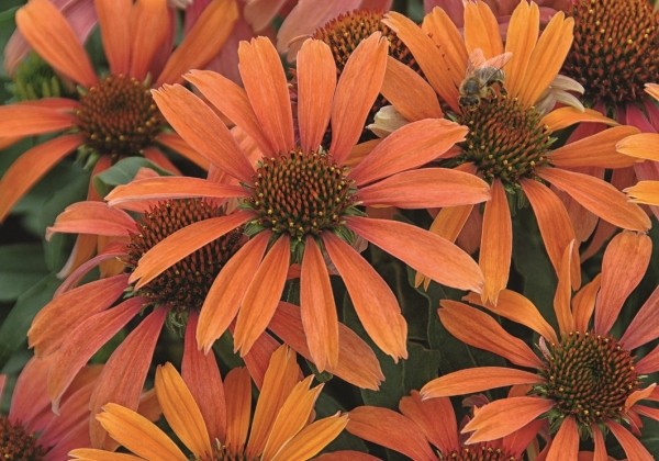Echinacea purpurea Conetto Orange