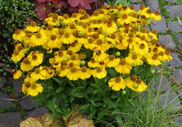 Helenium HELIAS Orange
