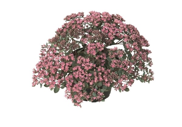 Sedum cauticolum Grand Canyon