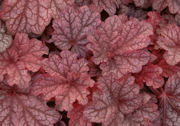 Heuchera hybrida Beautiful Dancer