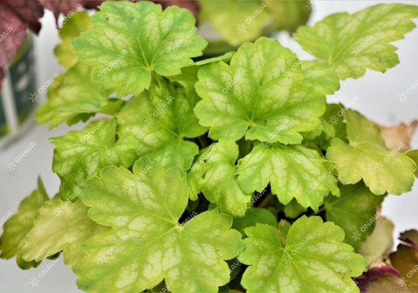 Heuchera hybrida Lord Lime