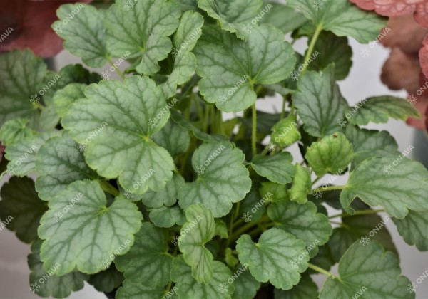 Heuchera hybrida Mint Marquess