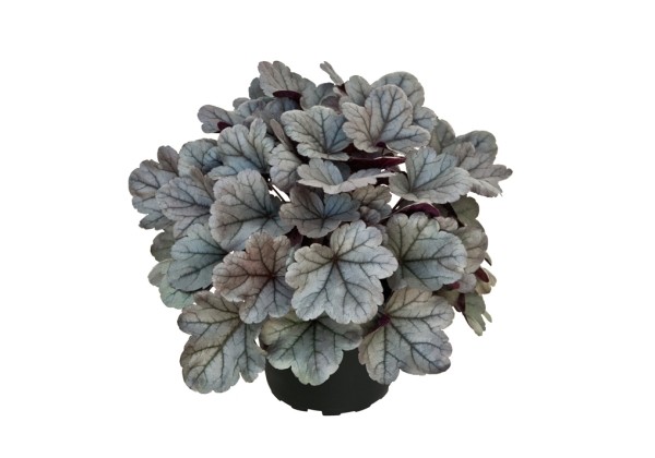Heuchera hybrida Silver Gumdrop