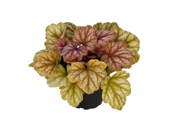Heuchera hybrida Champagne