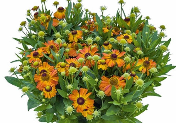 Helenium HELIAS Copper