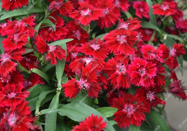 Dianthus hybridus Summer Diamonds Little Dark Red