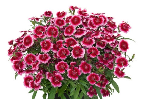 Dianthus hybridus Summer Diamonds Little Dark Pink Red Eye