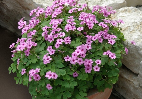 Oxalis articulata Pink Pillow