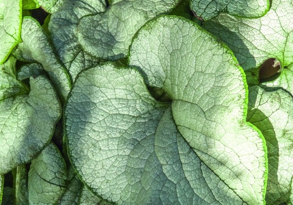 Brunnera macrophylla Alexandria