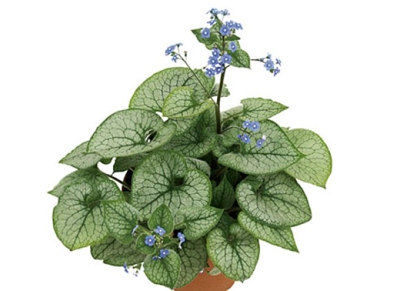 Brunnera macrophylla Jack Frost