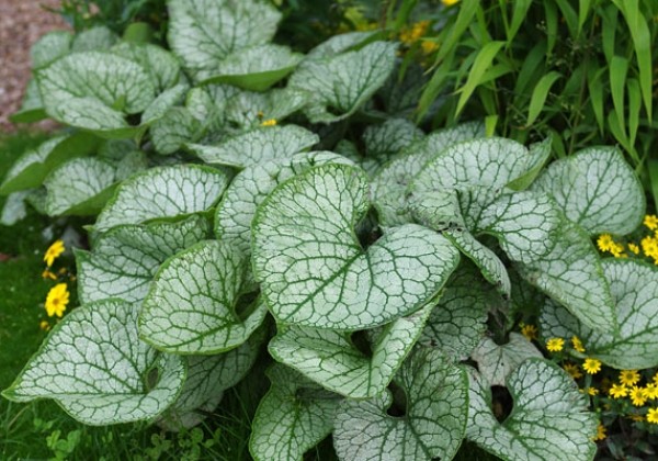 Brunnera macrophylla Jack Frost