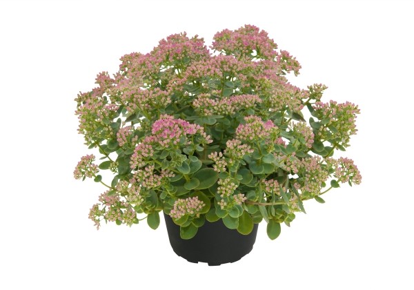 Sedum SunSparkler Lime Zinger
