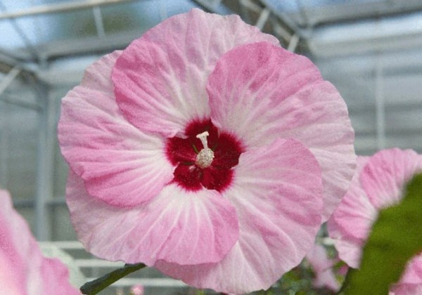 Hibiscus moscheutos Spinderella