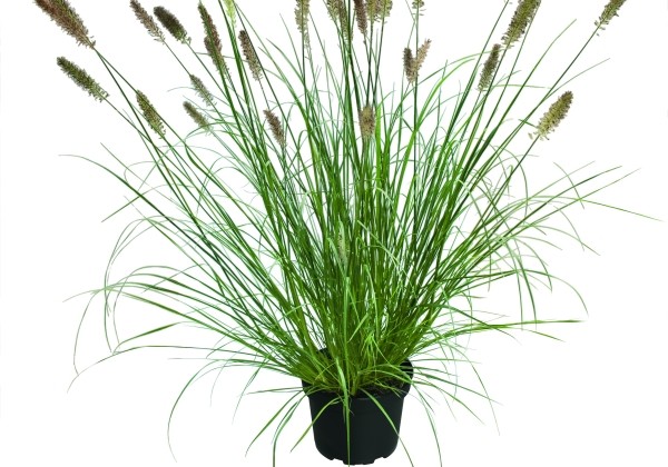 Pennisetum alopecuroides Praline