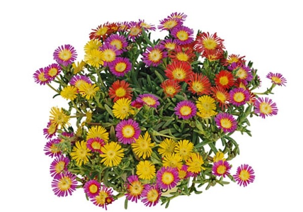 Delosperma cultivars TrioMio Delosperma WoW Golden Fire