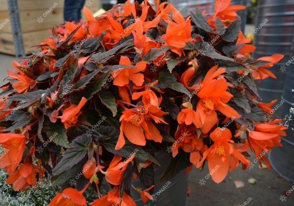 Begonia hybrida Summerwings Orange Elegance