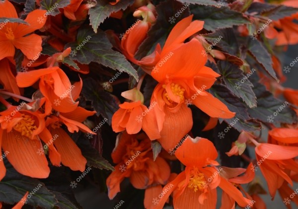 Begonia hybrida Summerwings Orange Elegance