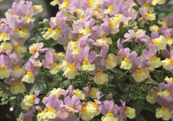 Nemesia fruticans Fairy Kisses Pink Lemonade