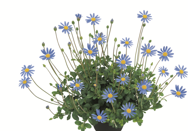 Felicia amelloides Forever Blue