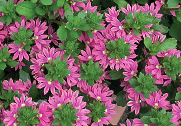 Scaevola  Surdiva Fashion Pink Improved