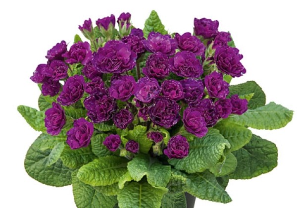 Primula Prima Belarina Beaujolais