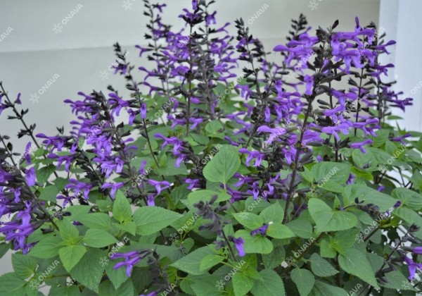 Salvia hybrida Rockin Deep Purple 2022