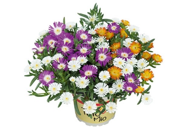 Delosperma cultivars TrioMio Delosperma WoW Orange White