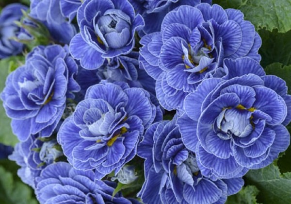 Primula Belarina Baltic Blue