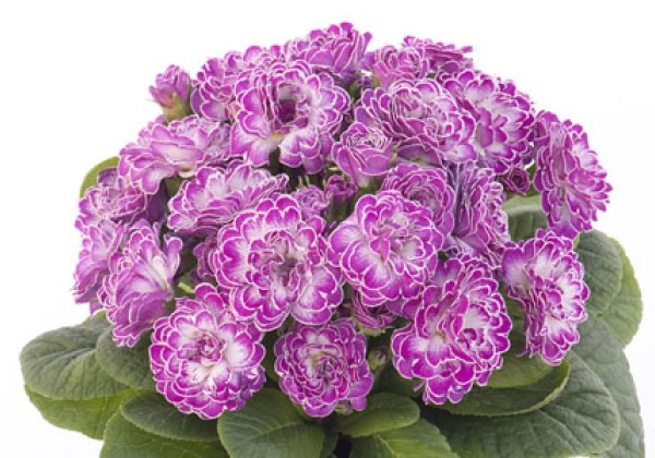 Primula Belarina Candy Frost