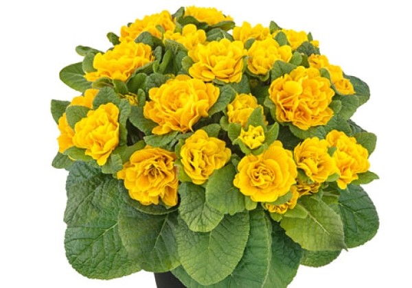 Primula Prima Belarina Mandarin