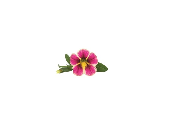 Calibrachoa hybrida Superbells Holy Cow
