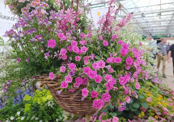Calibrachoa hybrida Superbells Sweet Love