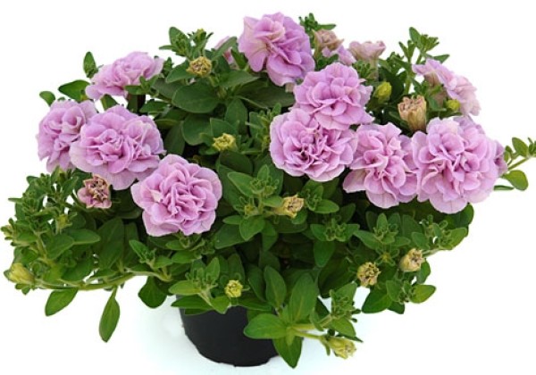 Petunia atkinsiana Sugar Candy