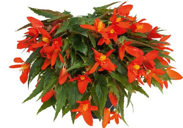 Begonia hybrida Summerwings Compact Orange