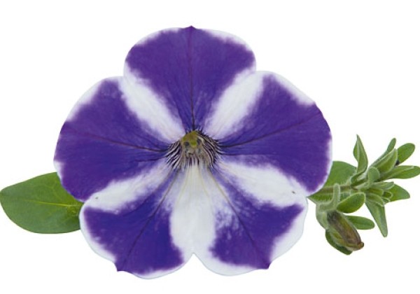 Petunia atkinsiana Mayberry Blast