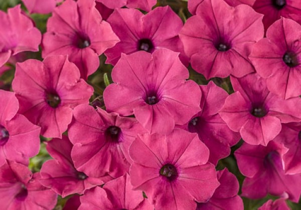 Petunia atkinsiana Vista Fuchsia