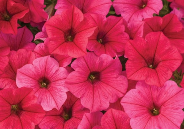 Petunia atkinsiana Vista Paradise