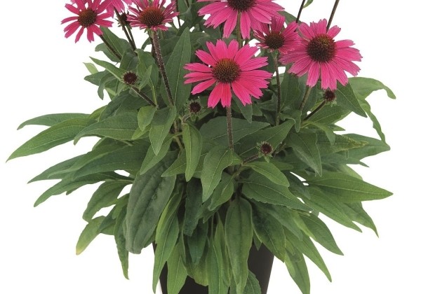 Echinacea purpurea Sensation Pink